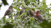 House Finches 2470